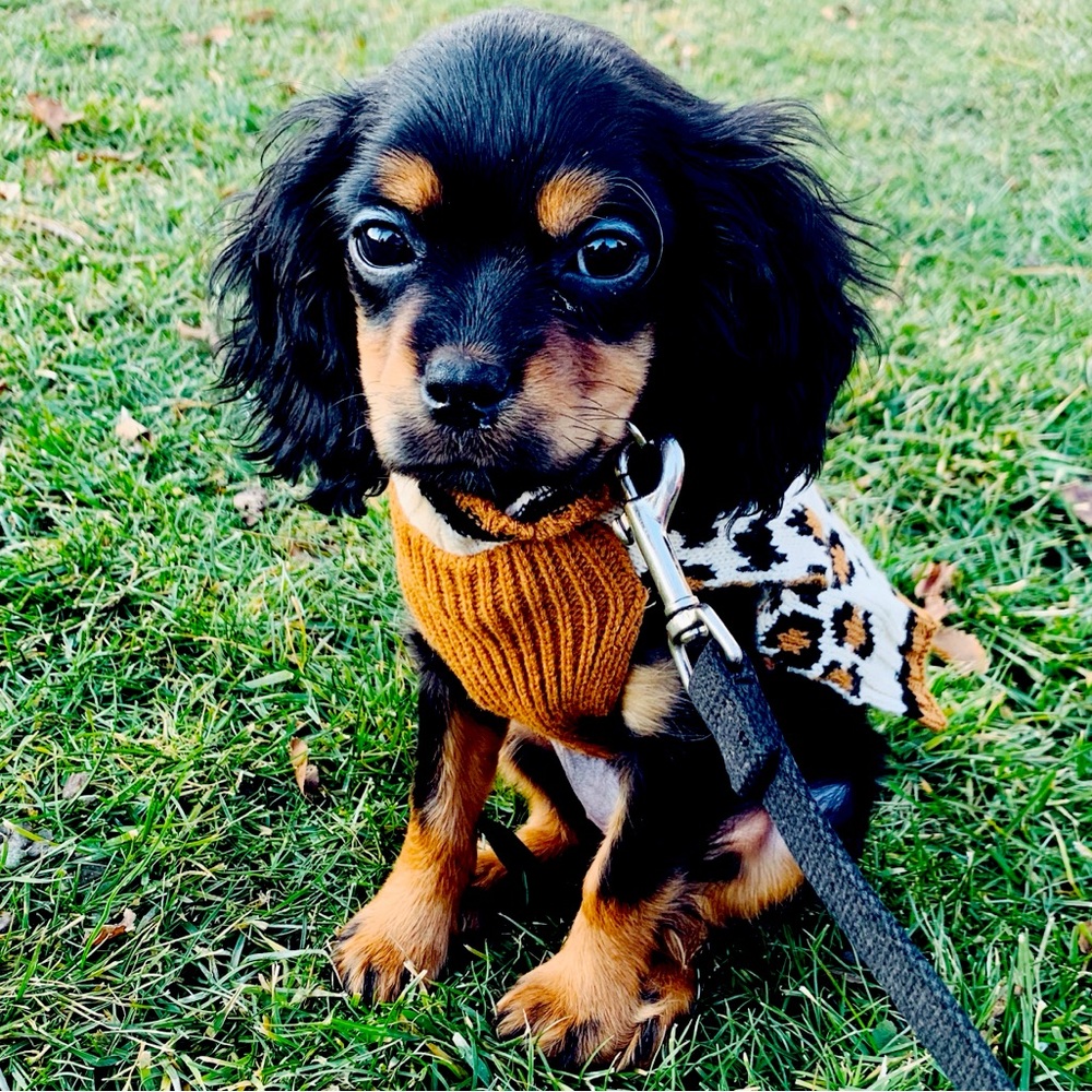 Meet your Posher, Lauren